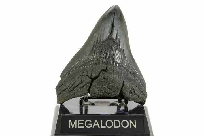 Bargain, Fossil Megalodon Tooth - South Carolina #367930